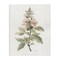 Stupell Industries Subtle Watercolor Botanicals Canvas Wall Art Design by Carol Robinson